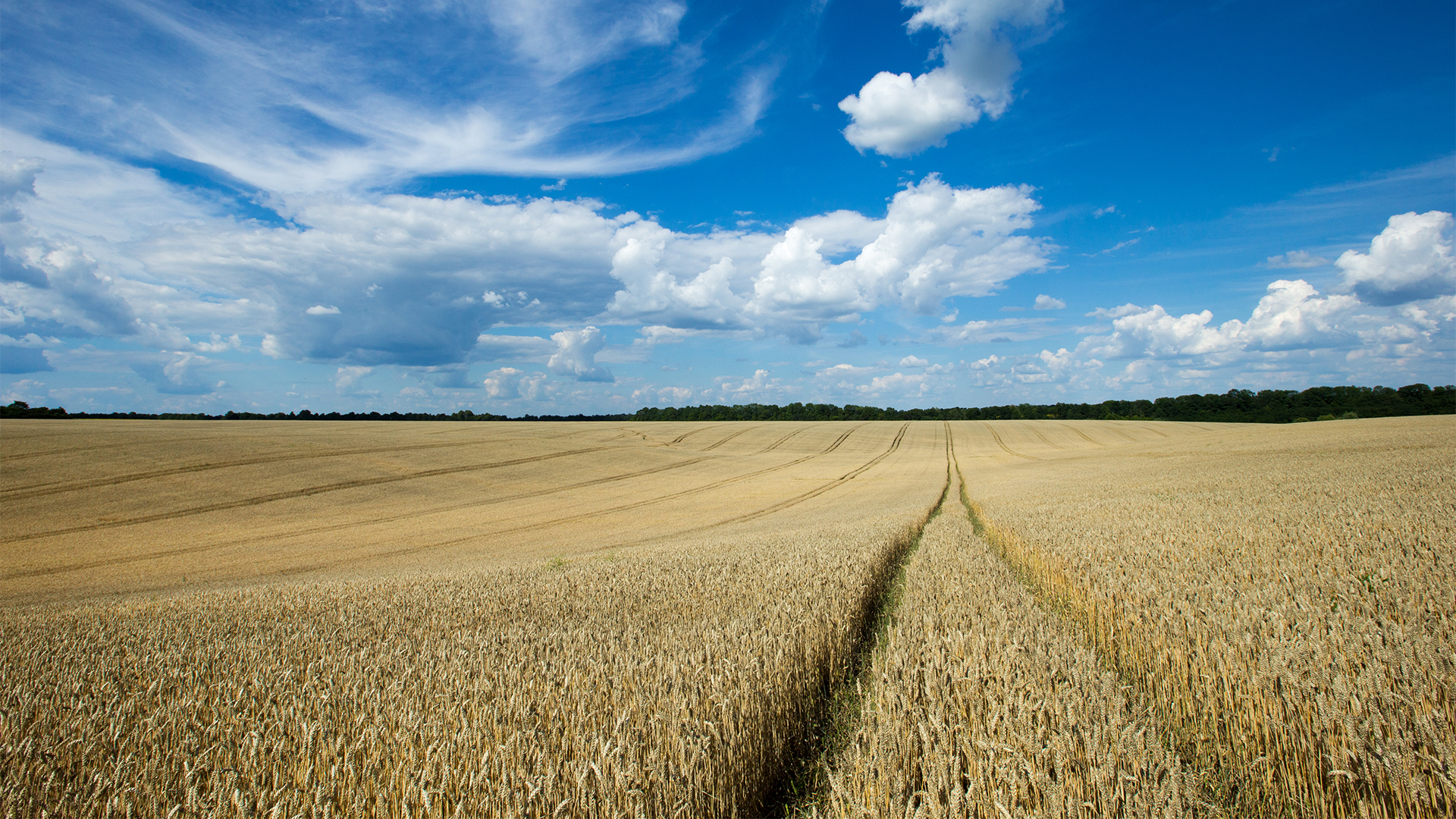 golden-wheat-field-sunny-day-